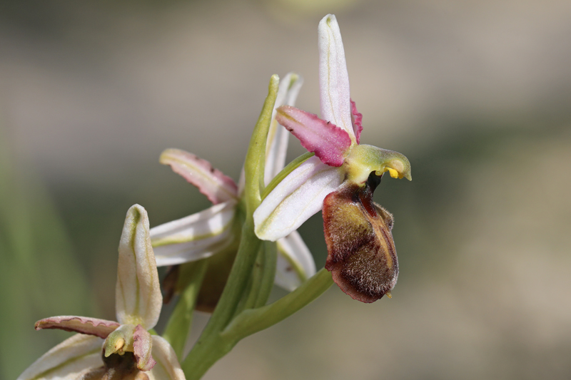 Ophrys exaltata?
